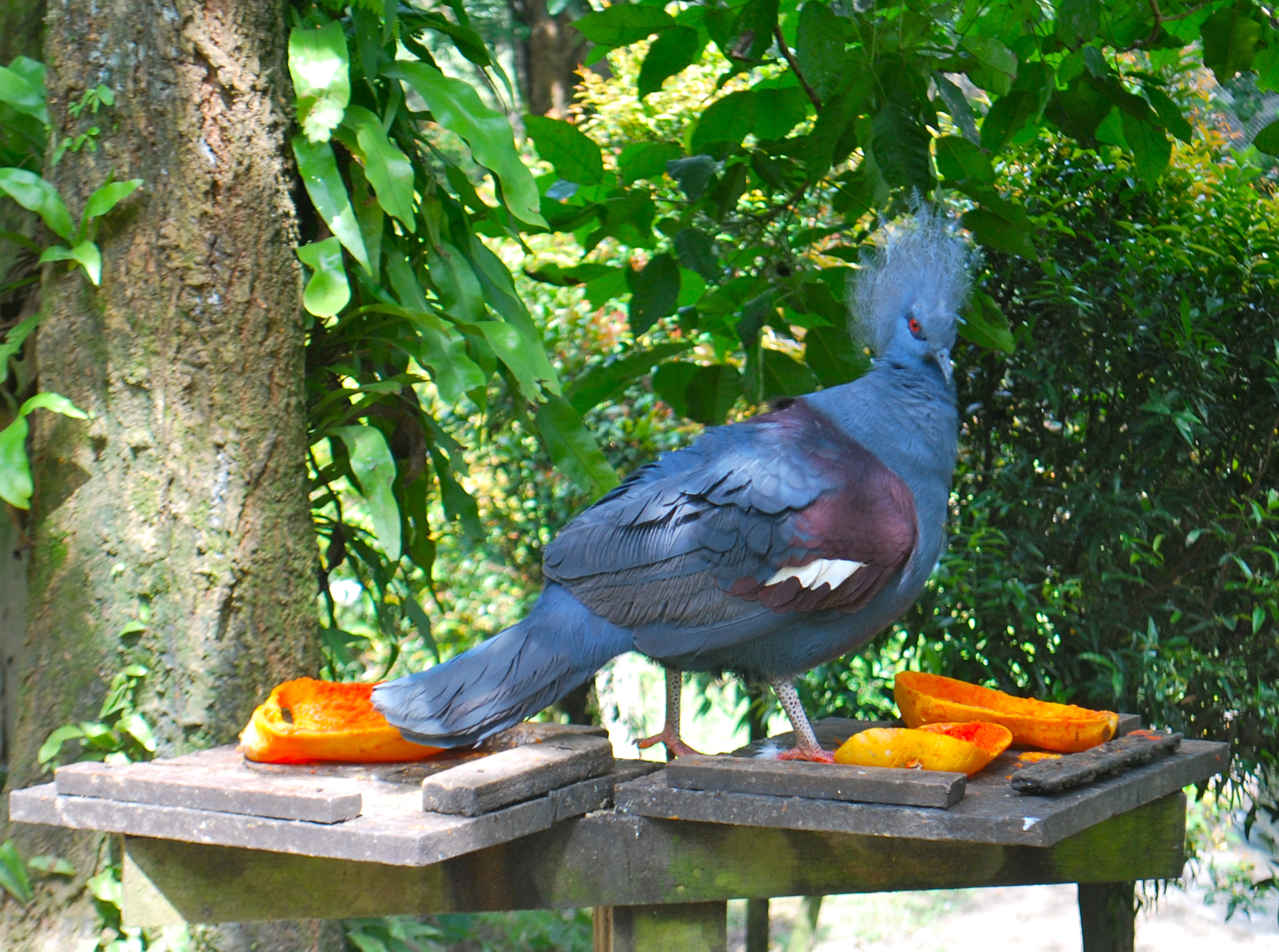 Resultado de imagem para Victoria crowned pigeon eating